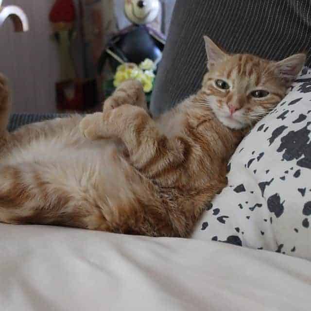 Why Does My Cat Fart A Lot Purrpetrators