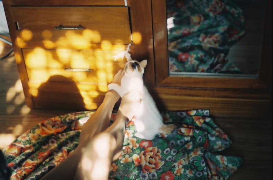 Why Do Stray Cats Rub Against Your Legs Purrpetrators