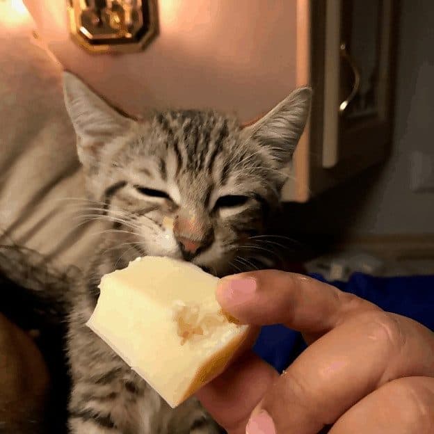 Purchase > can cats eat cheese sticks, Up to 66% OFF