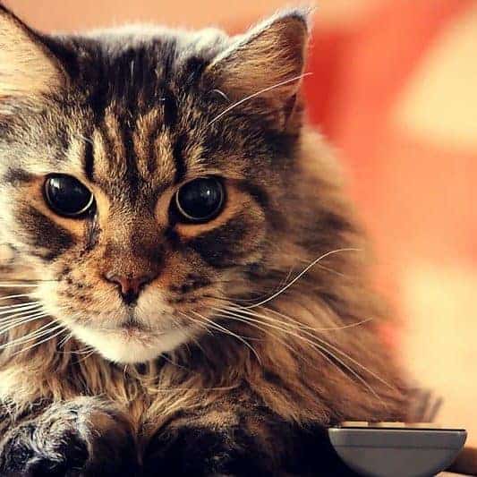 Are Cats Color Blind Purrpetrators
