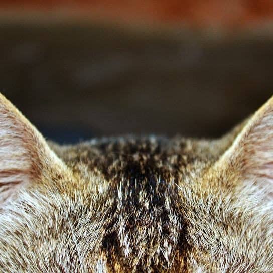 Cat Ear Mites How To Cure And Prevent Them Purrpetrators