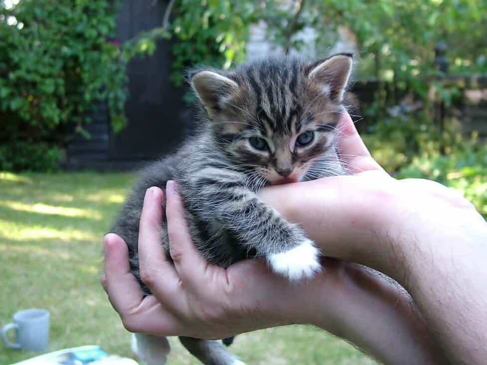 Why Does My Cat Lick Me Purrpetrators