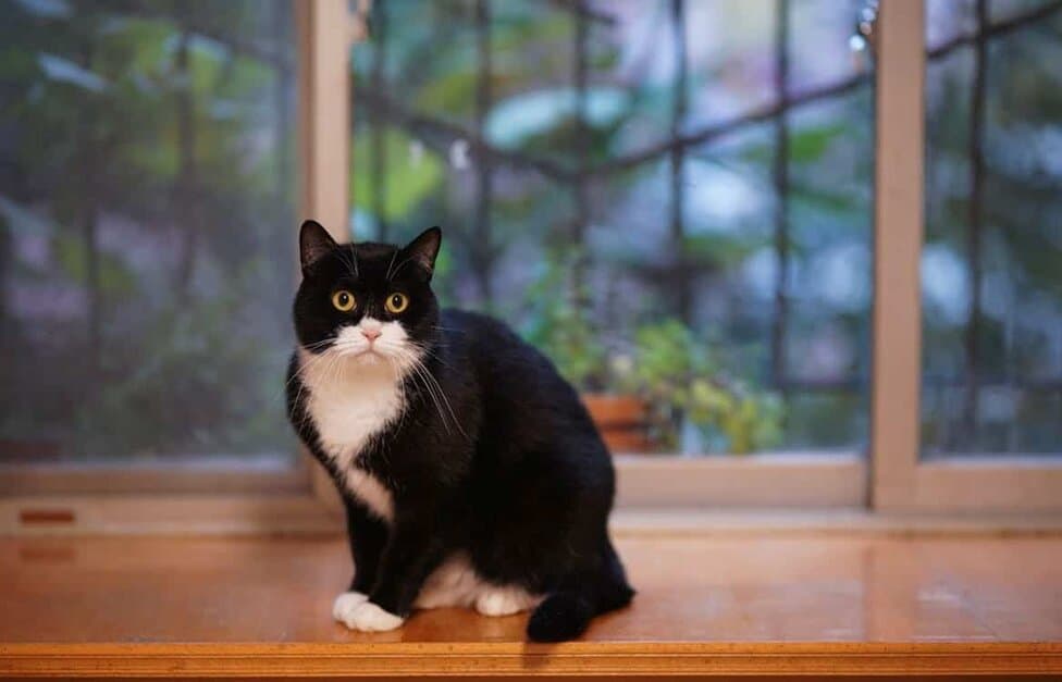 Ultimate Guide To The Tuxedo Cat Purrpetrators
