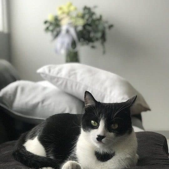 Ultimate Guide To The Tuxedo Cat Purrpetrators