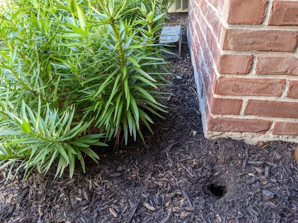 Chipmunks Digging Holes In My Garden | Fasci Garden