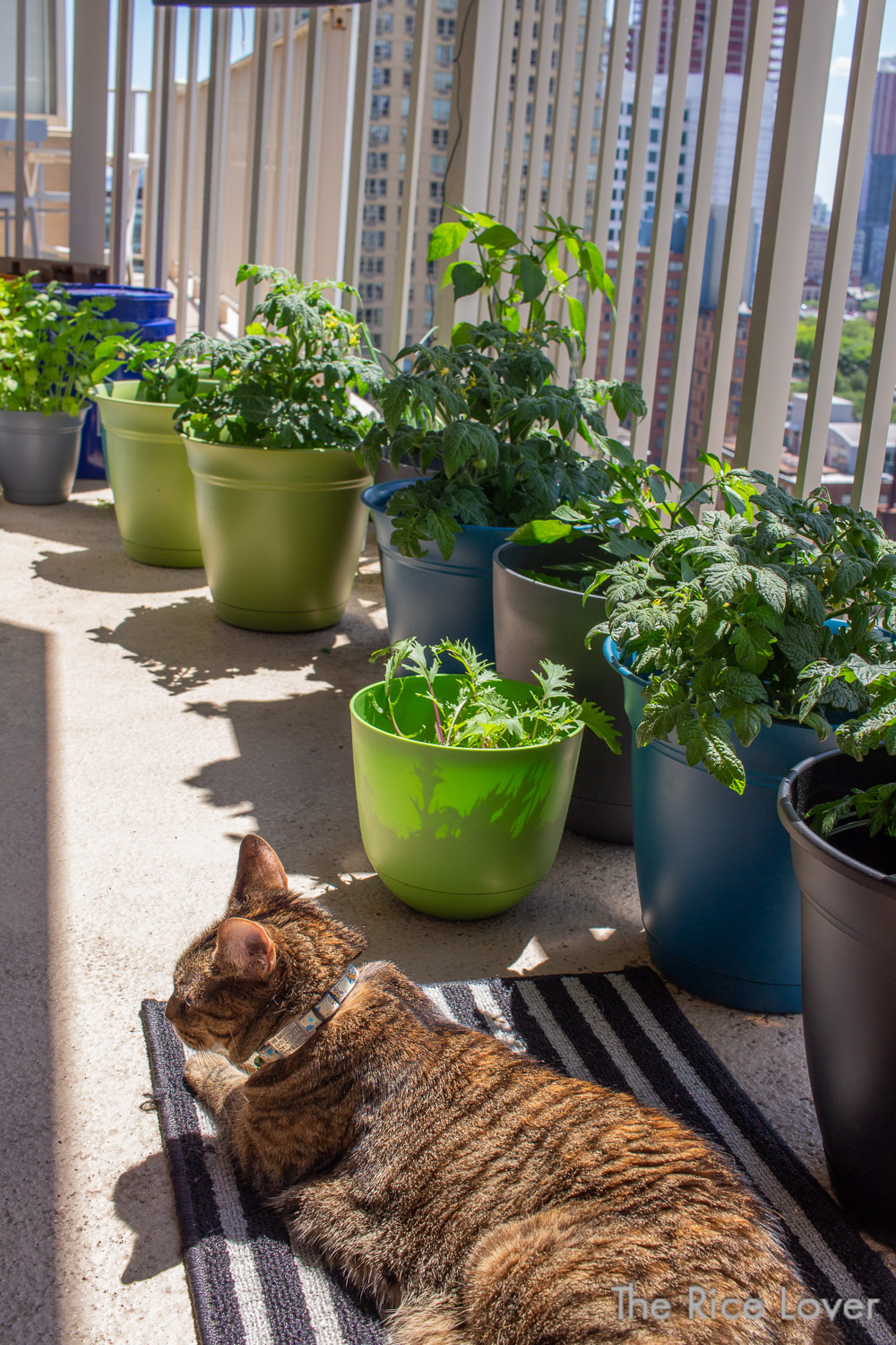 Tiny Apartment Gardening Indoors Or Balcony The Rice Lover