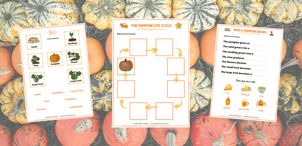 Free Life Cycle Of A Pumpkin Worksheet! - Our Kiwi Homeschool
