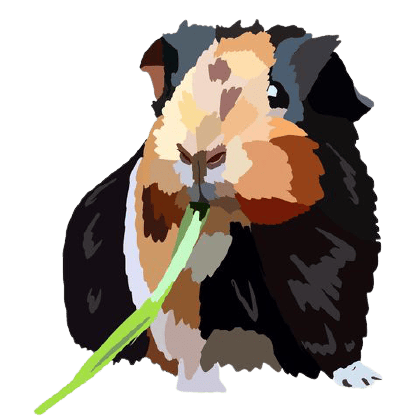 Guinea Pig