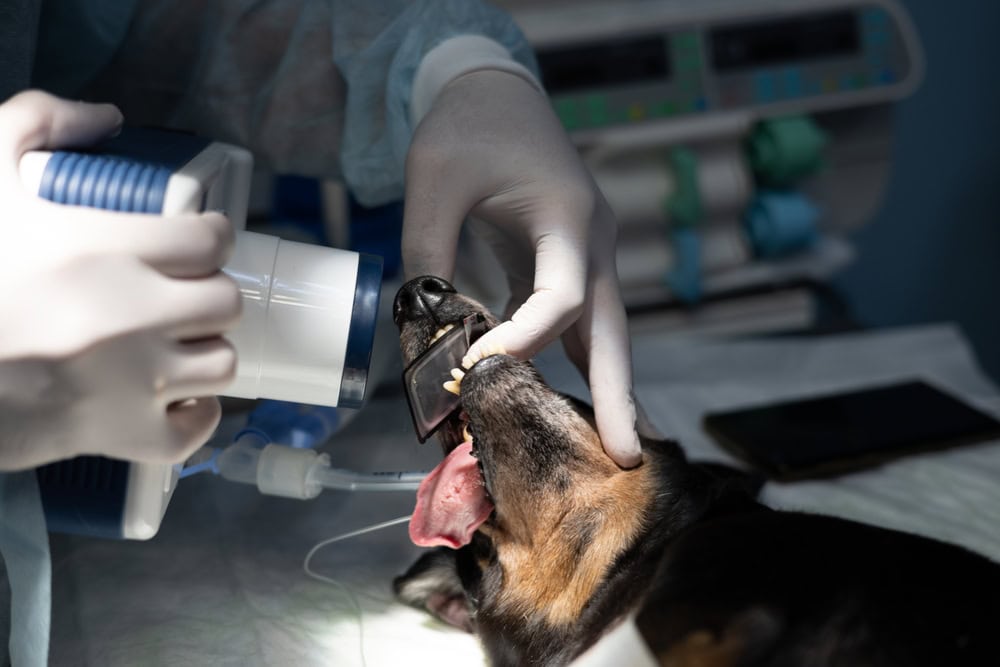 Ein Hund beim Dentalröntgen. In der linken Hand wird eine Speicherfolie gehalten, in der rechten das Dental-Röntgengerät.