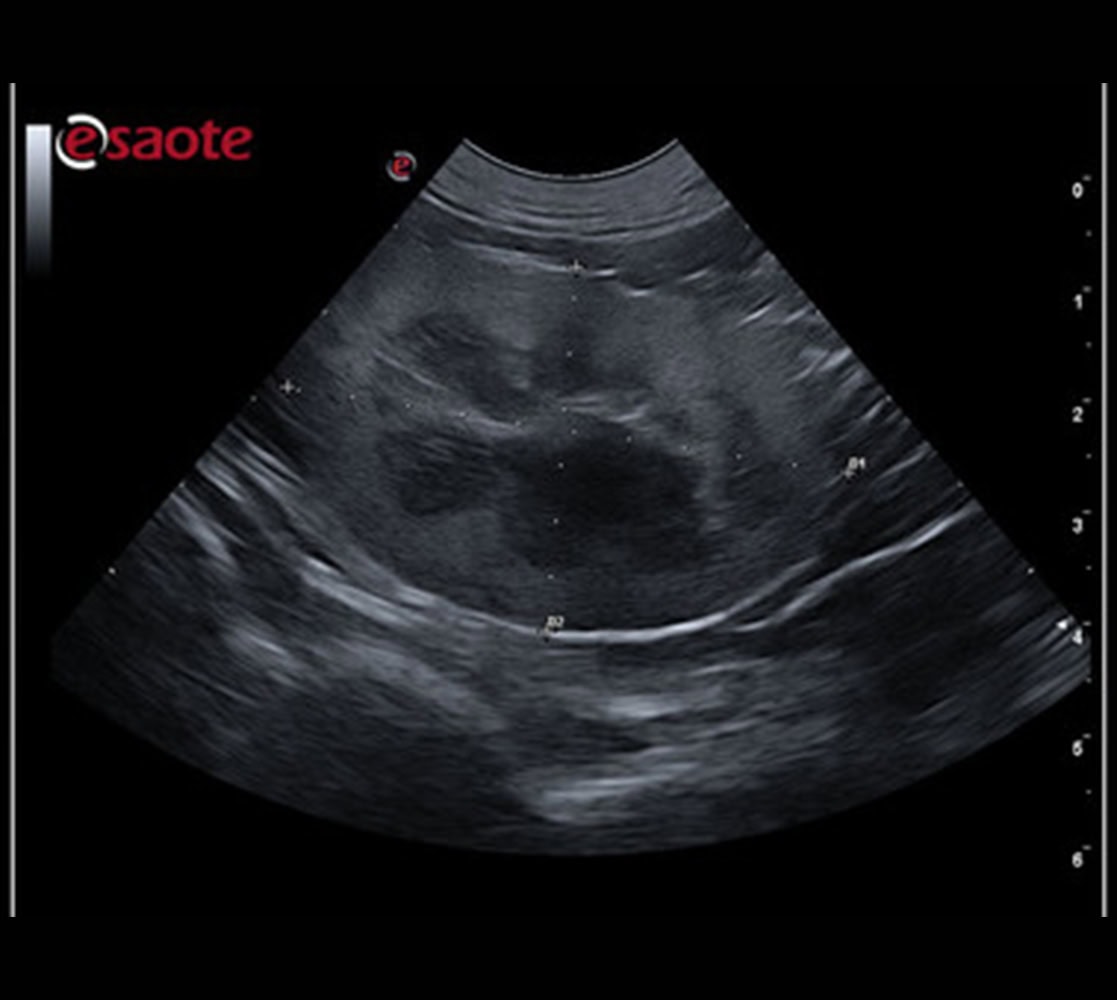 esaote-mylab-omega-vet-ultraschallgeraet-3