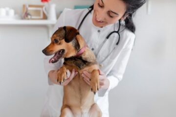 Eine lächelnde Tierärztin im weißen Kittel hält einen kleinen braunen Hund in einer hellen Praxisumgebung.