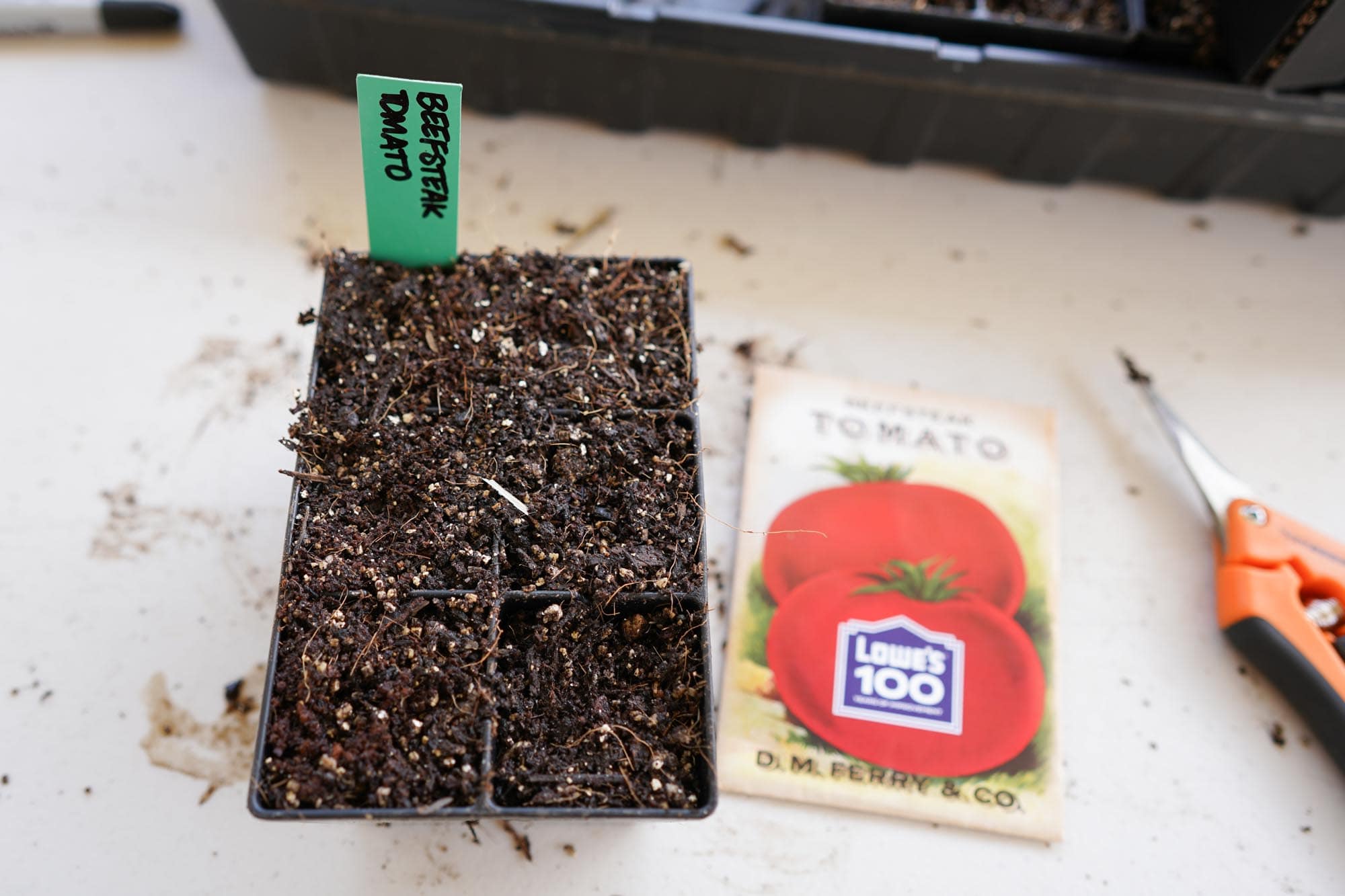 how to grow heirloom tomatoes in a pot