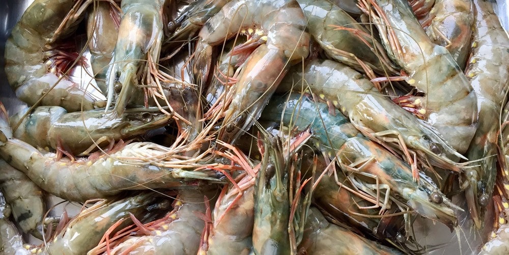 Gamba’s gerookt op sinaasappelhout