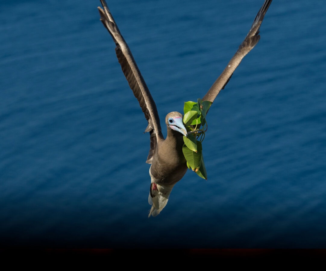 Fauna Flora, Fauna And … Funga: Campaigners Call For New Term For