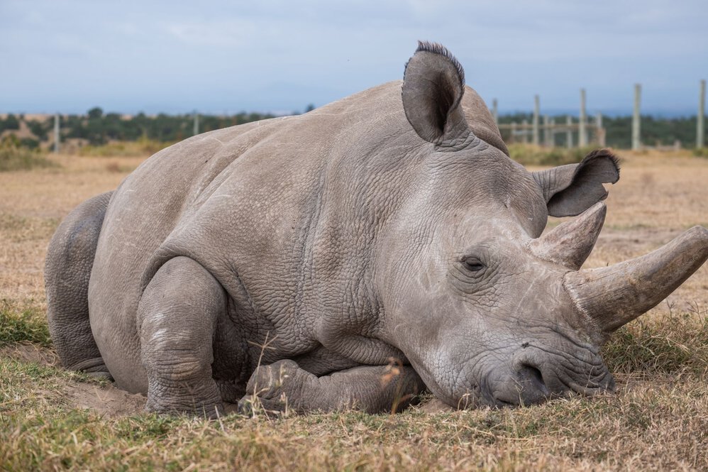 Northern White Rhinoceros