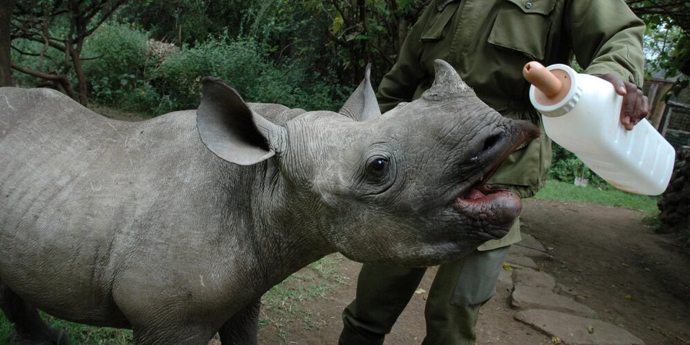 Rhino Diet: Ultimate Guide to Boost Strength and Energy