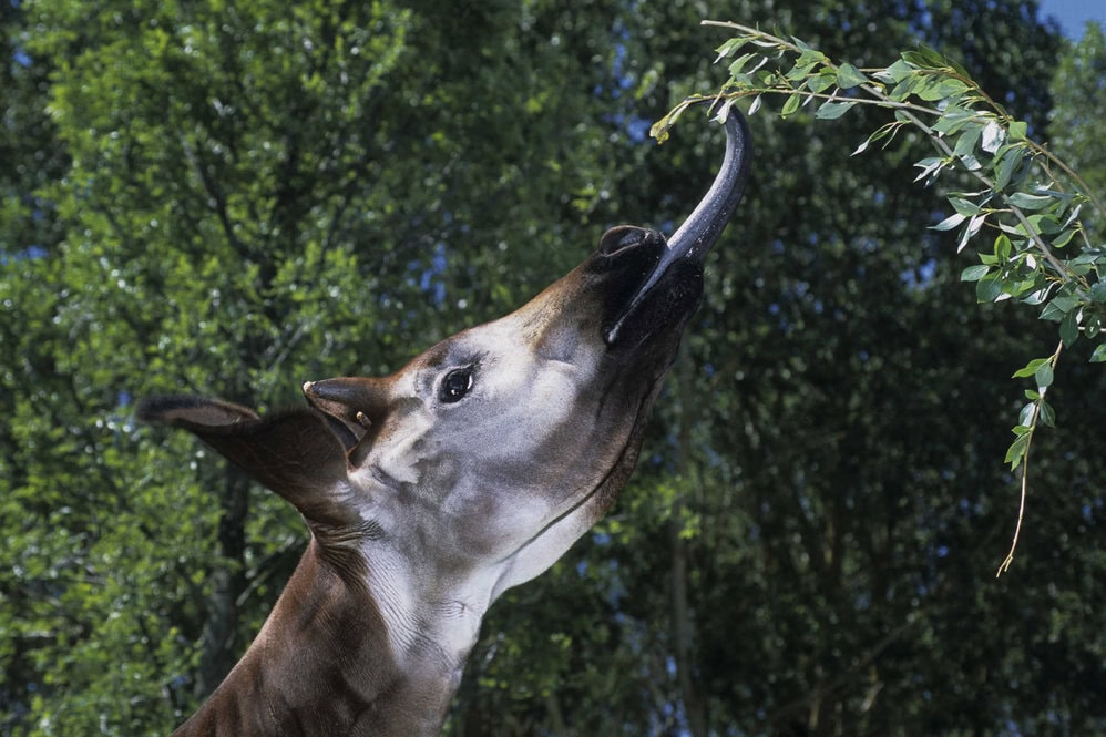Okapi facts