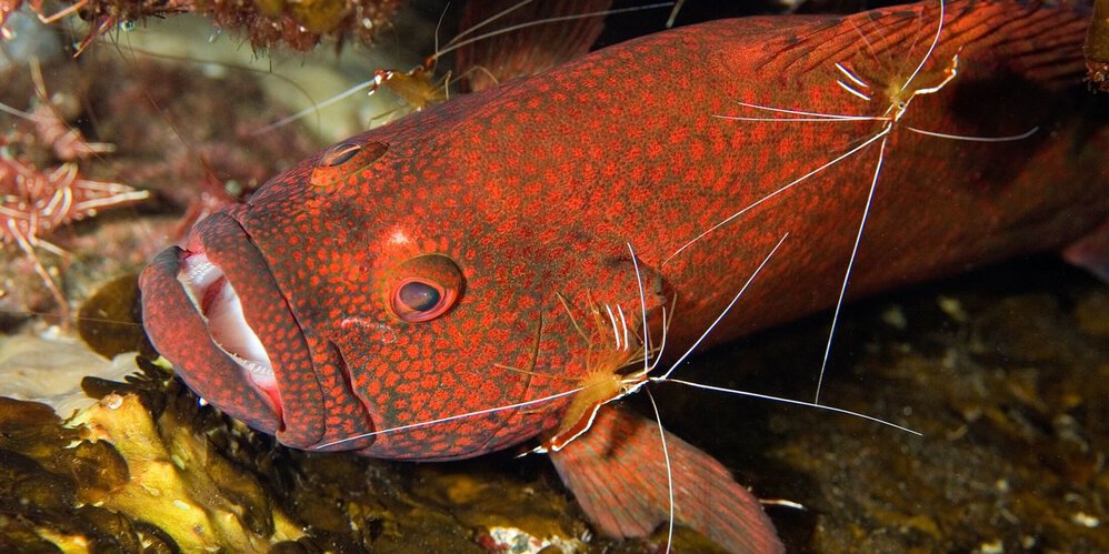Examples Of Mutualism In Animals