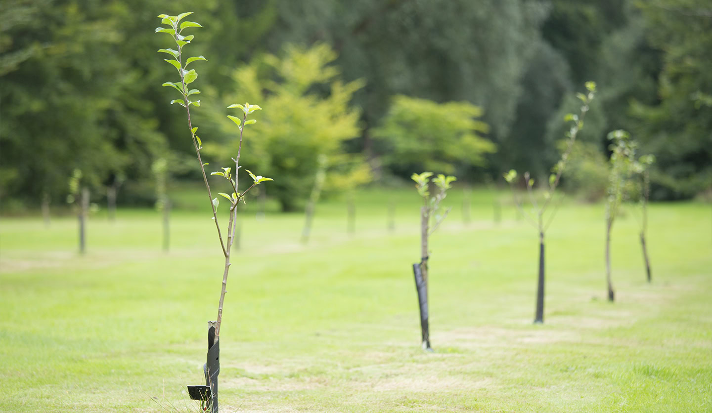 Young trees planted in a row on a green lawn, Italgas' Click To Be Green initiative for the environment.