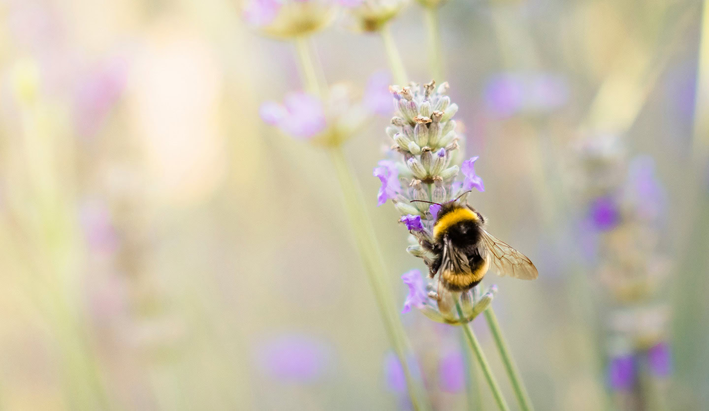 Image of a bee on a lavender flower, symbolizing Italgas' commitment to biodiversity and ecosystems.