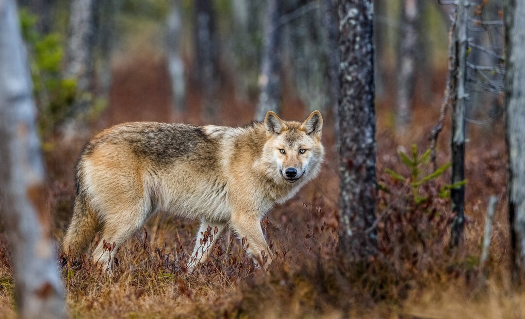 Gray Wolf Habitat Description