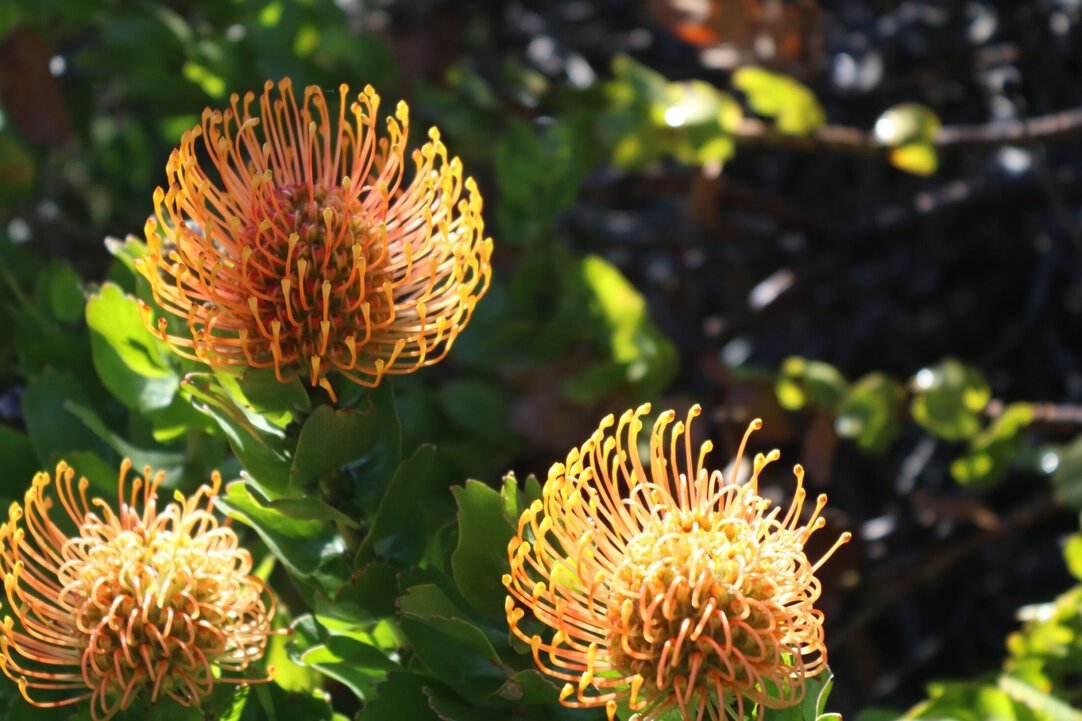 Fabulous fynbos  the plants of the Cape Floral Kingdom | Fauna & Flora