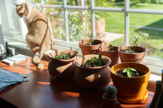 5 pots of indoor herbs