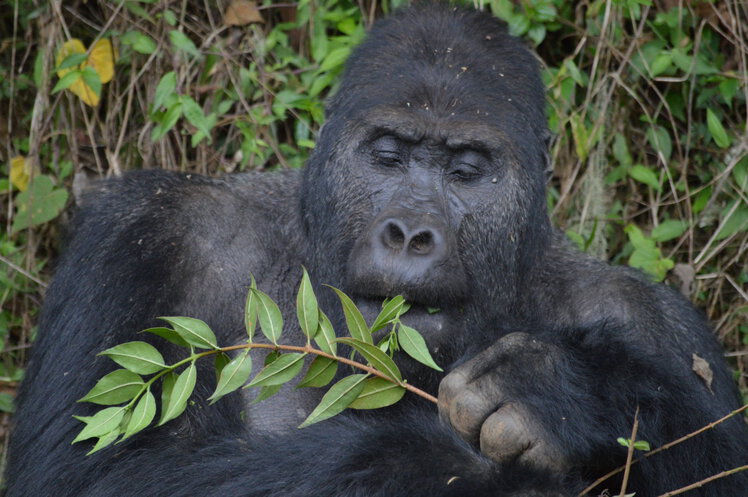 Lowland Silverback Gorilla Weight