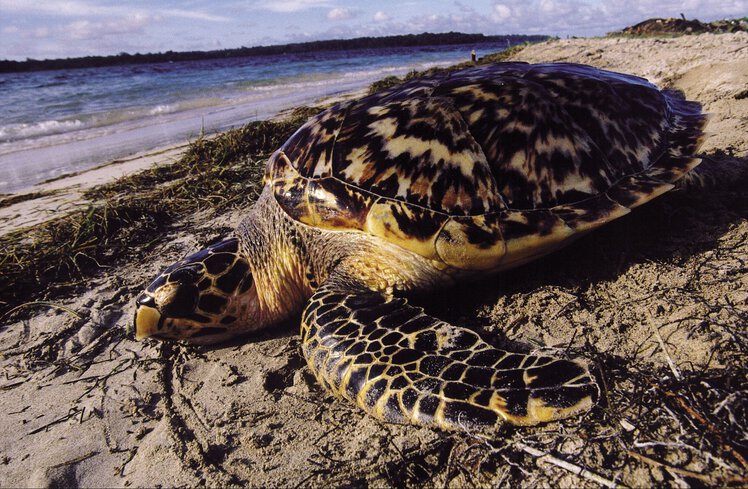 Hawksbill turtles: a critically endangered turtle