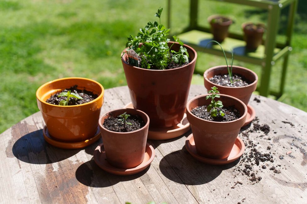 Growing Herbs Indoors [Ultimate Guide] - Hungry Huy