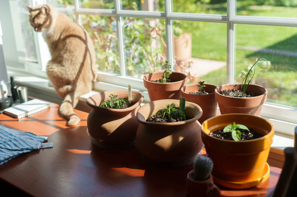 Growing Herbs Indoors [Ultimate Guide] - Hungry Huy