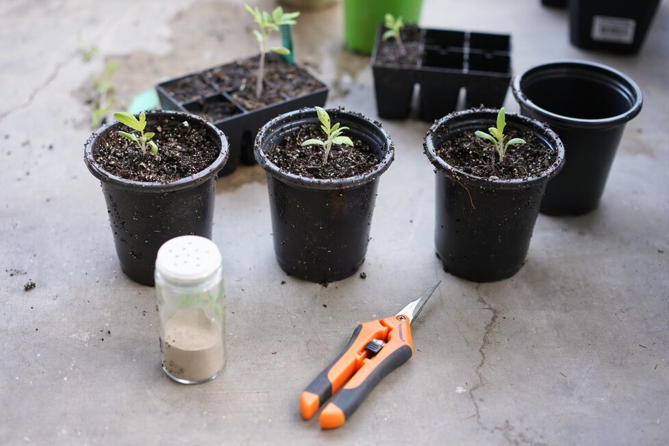 How to Grow Tomatoes in Pots (Step by Step w/ Photos!) - Hungry Huy