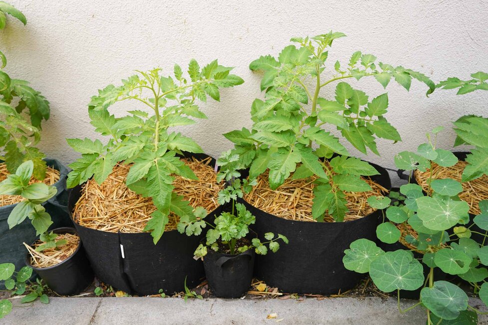 tomato plant in a pot Artificial Potted Tomato Plant in Orange Plastic Pot