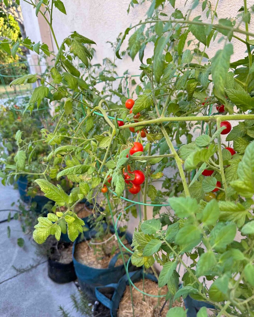How to Grow Tomatoes in Pots (Step by Step w/ Photos!) - Hungry Huy