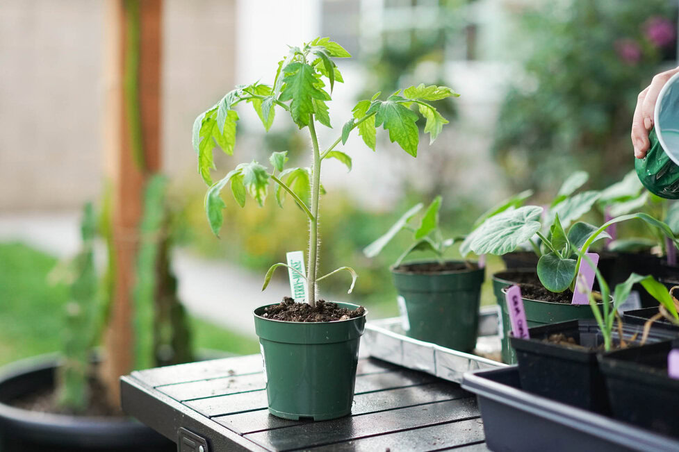 How to Grow Tomatoes in Pots (Step by Step w/ Photos!) - Hungry Huy