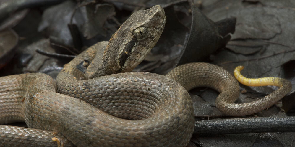 Fer De Lance Snake St Lucia