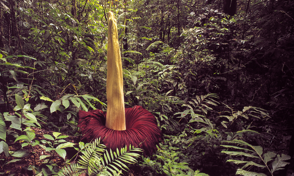 Five amazing plants you may never have heard of | Fauna & Flora