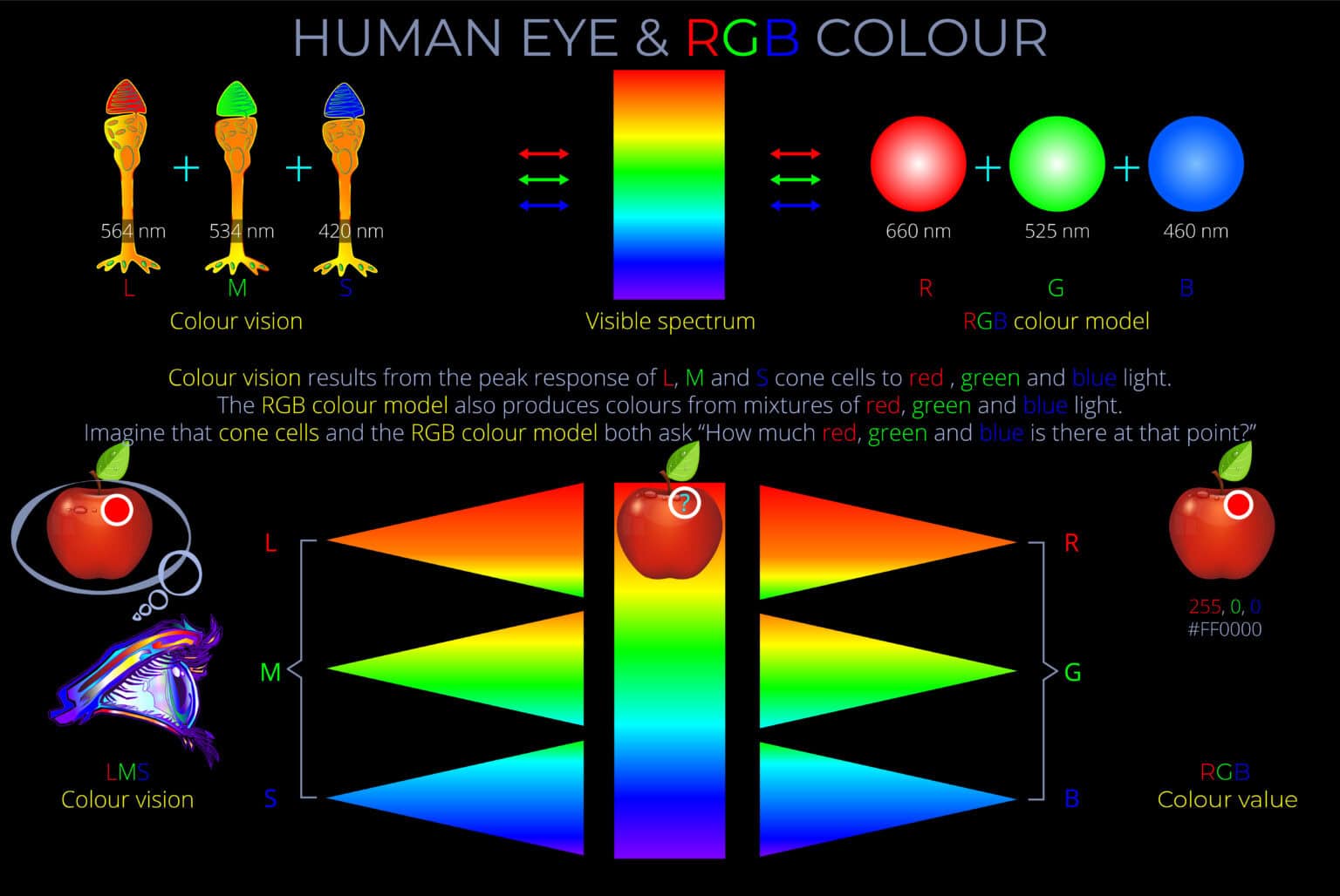 Human Eye & RGB Colour