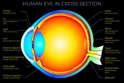 Human Eye in Cross Section