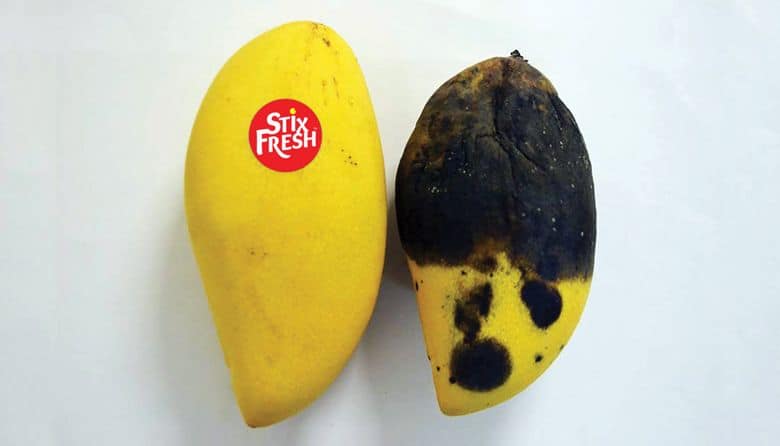 2-Mango_day_7_Extended 2-Mango_day_7_Extended