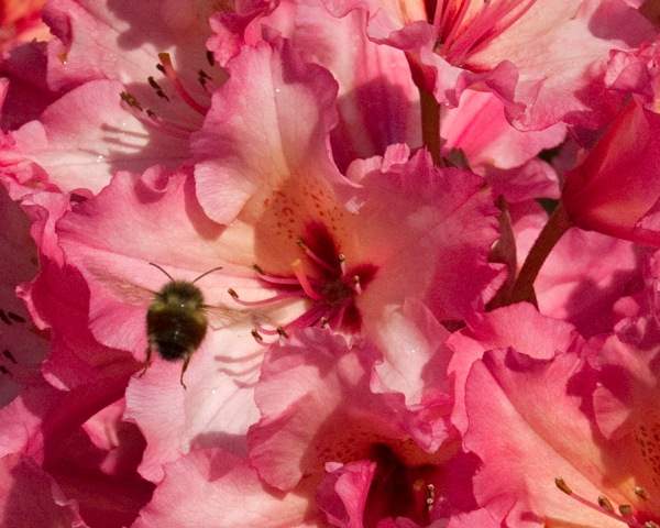 Rhodies are in Bloom, and on Sale, this Weekend on Whidbey Island Rhodies are in Bloom, and on Sale, this Weekend on Whidbey Island