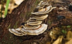 Magic mushroom? Federal Grant Empowers Seattle Researchers to Study Fungal Remedy for Cancer