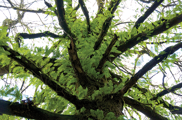 Spring Foraging: Licorice Fern