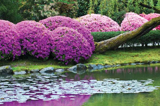 Rhody Fever at the Arboretum