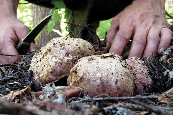 Foraging for Porcini Mushrooms