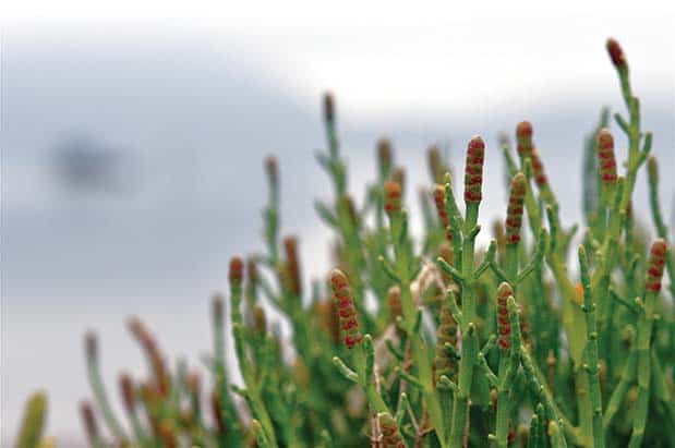 A close up of a plant near the water.