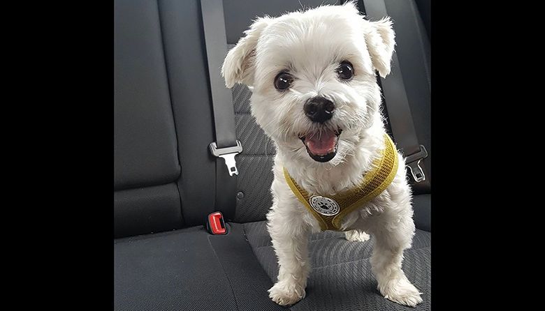 Hitch, a Local Ride Share Service, Is Here for Pets