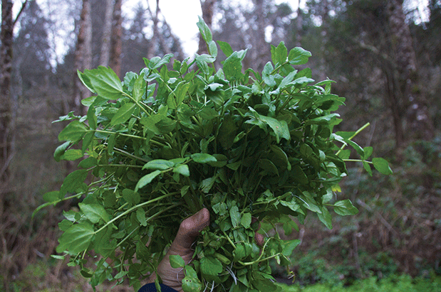 Falling for Foraged Greens