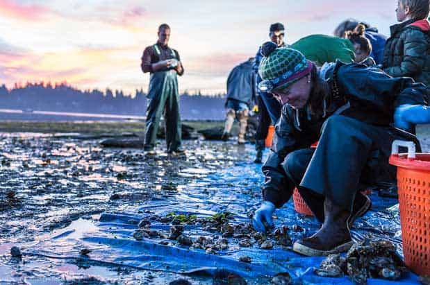 Despite Troubled Waters, We're Experiencing an Oyster Renaissance