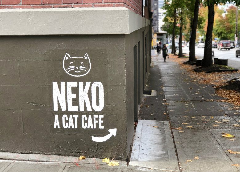 Seattle's Newest Cat Cafe Offers Beer, Japanese Snacks and a Whole Lot of Adorable